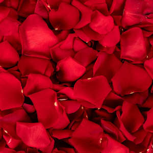 Red Roses Petals