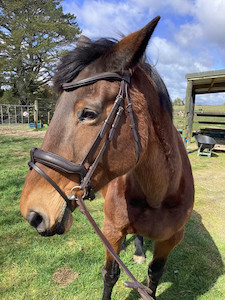 Curved Bridle DH Equestrian