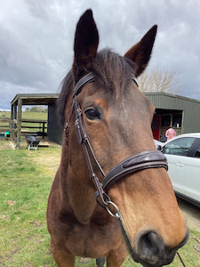 Partial Patent Bridle DH Equestrian