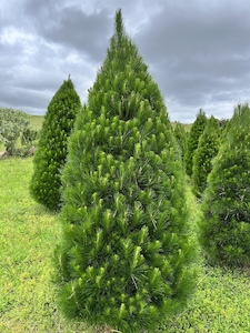 Cara's Christmas Trees - Fresh Real Xmas Trees