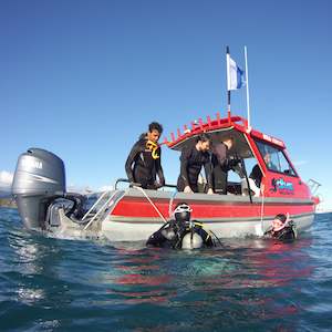 Dive Wellington Boat Trips & Charter