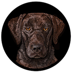 Doggieology Art - Chocolate Labrador