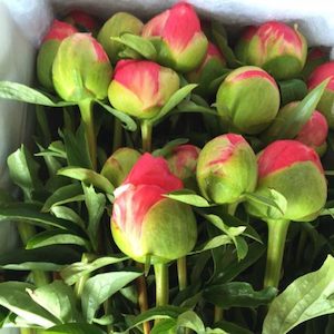 Peonies - Box of 40 Peonies - delivered South Island - SEASON STARTING!