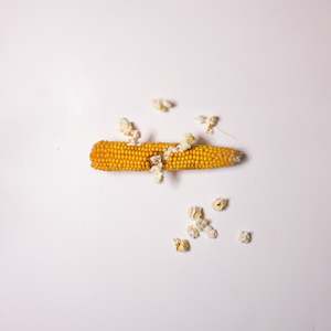 Great For Kids: Dr Bugs Popping Corn on the Cob