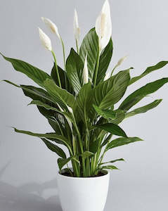 Florist: Seasonal pot plants