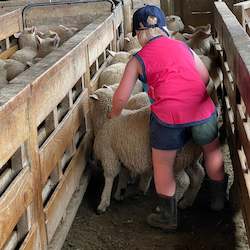 Clothing: Children's Shearer's Singlet - Turquoise and Watermelon Pink