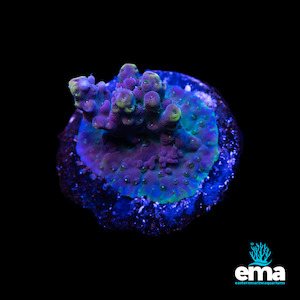 Acro Fragment - EasternMarine Aquariums