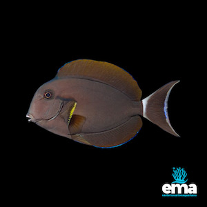 Epaulette Surgeonfish - EasternMarine Aquariums