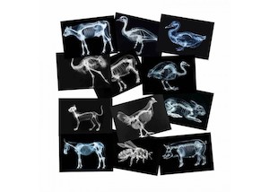 Farm Animals X-Rays 12PCS