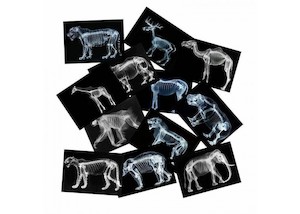 Wild Animals X-Rays 12PCS