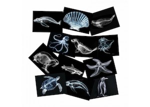 Sea Creatures X-Rays 12PCS