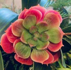 Red Edge Succulent 15cm Green / Red