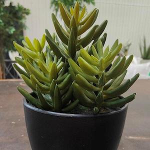 Soft furnishing: Potted Succulent C