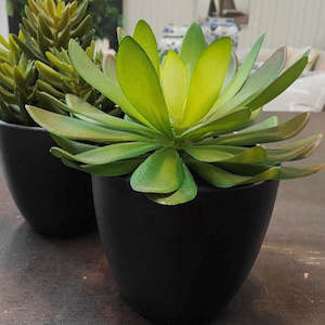 Potted Succulent A