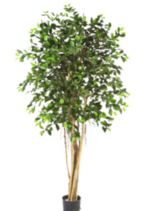 Soft furnishing: Standard Ficus Tree 180