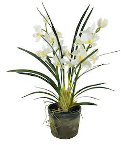 Cymbidium in Concrete Pot XL White