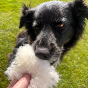 Sheepskin offcut