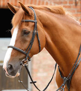 PE Mossimo Cavesson Bridle