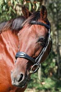 Eventor dressage bridle crown