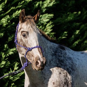 Agricultural: FLAIR ROPE MULTI FLECK HALTER