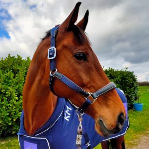 Agricultural: KM ELITE BLACK LEATHER AND NAVY CONTRAST HEAD COLLAR