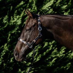 DOUBLE HILL LEATHER POLO HALTER