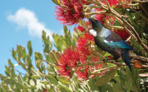 Tūi Pohutukawa - Full Colour - Splashback - Glass Included