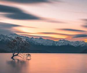 Wanaka Tree at Sunrise - Image Only