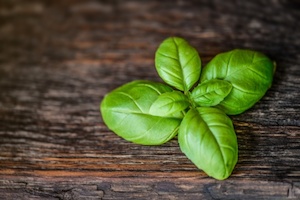 Basil - Essential Oils of New Zealand