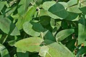 Eucalyptus - Essential Oils of New Zealand