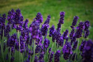 Lavender - Essential Oils of New Zealand