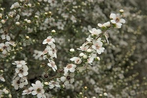 Manuka - Essential Oils of New Zealand