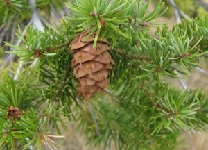 NZ Douglas Fir - Essential Oils of New Zealand