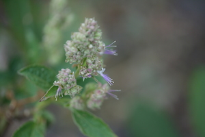 Patchouli - Essential Oils of New Zealand