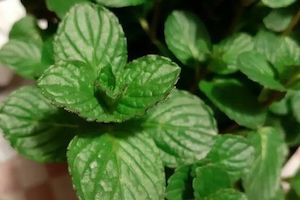 Peppermint - Essential Oils of New Zealand