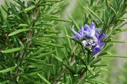 Rosemary - Essential Oils of New Zealand