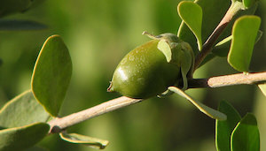 Jojoba Oil - 100ml - Essential Oils of New Zealand