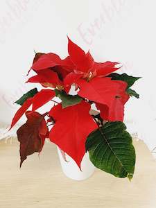 Flower: Poinsettia Christmas Plants