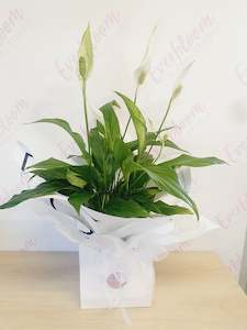 Potted Peace Lily