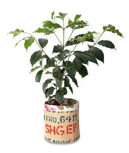 Gift Ideas: Coffee Tree with Recycled Coffee Sack Pot Cover