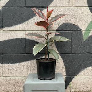 Products: Ficus Ruby Exotic Planters