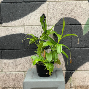 Pitcher Plant ‘Nepenthes’ Exotic Planters