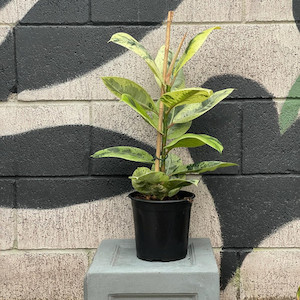 Ficus Shivereana Exotic Planters