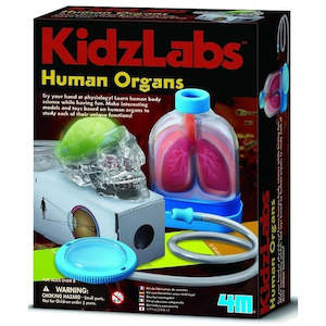 4M KidzLabs Human Organs (03374)