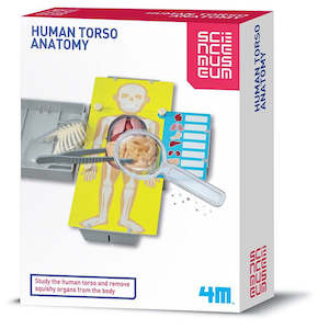 Kids Science 1: 4M KidzLabs Science Museum Human Torso Anatomy (03373)