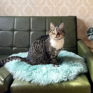 Pet: Cat Bed - NZ Sheepskin - Mint Green