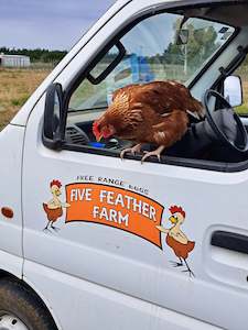 Five Feather Farm - Free Range Eggs 1 doz