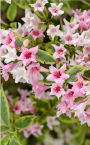 exotic: Weigela - cardinal bush