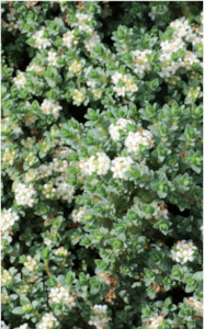 Pimelea prostrata - NZ Daphne groundcover