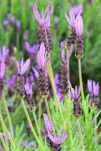 Lavandula stoechas - French lavender